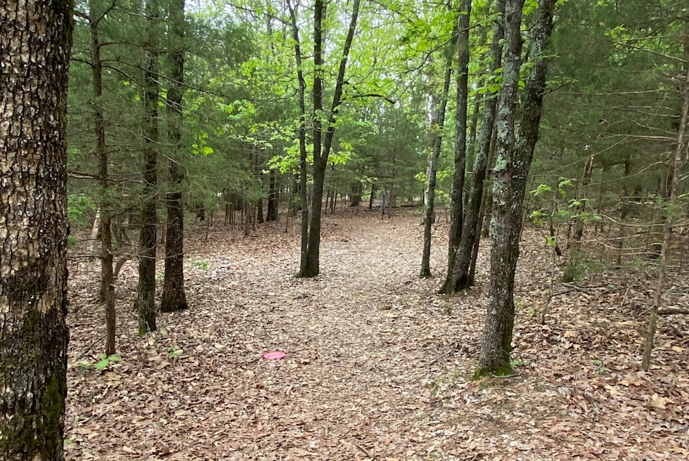 A picture of woods at the daytime.