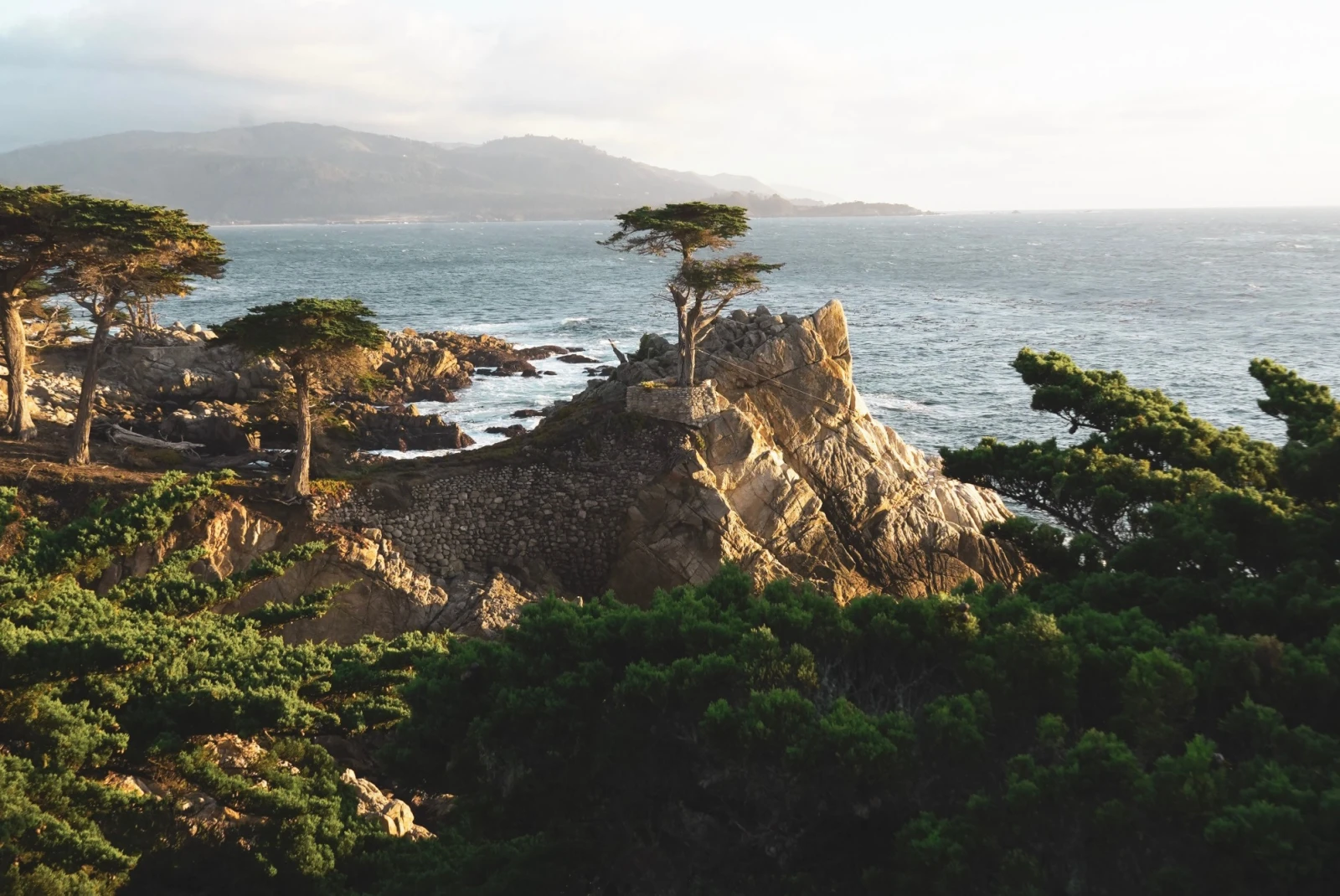 tree atop a rocky formation overlooking the sea