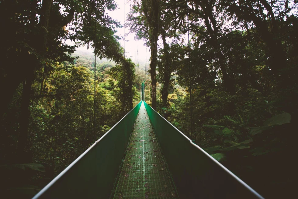 bridge through jungle canopy