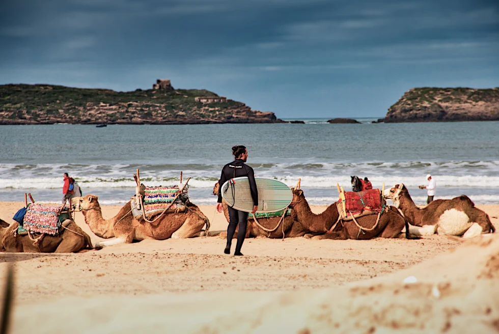 Essaouira camels and surfing. 