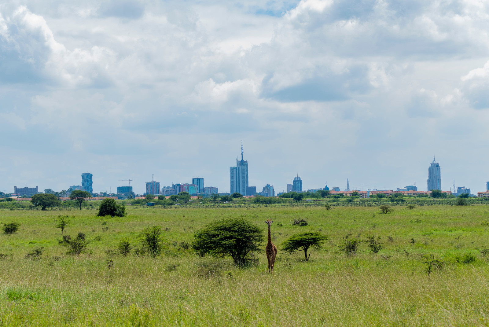 View of grassy area and a giraffe with downtown Kenya in the background