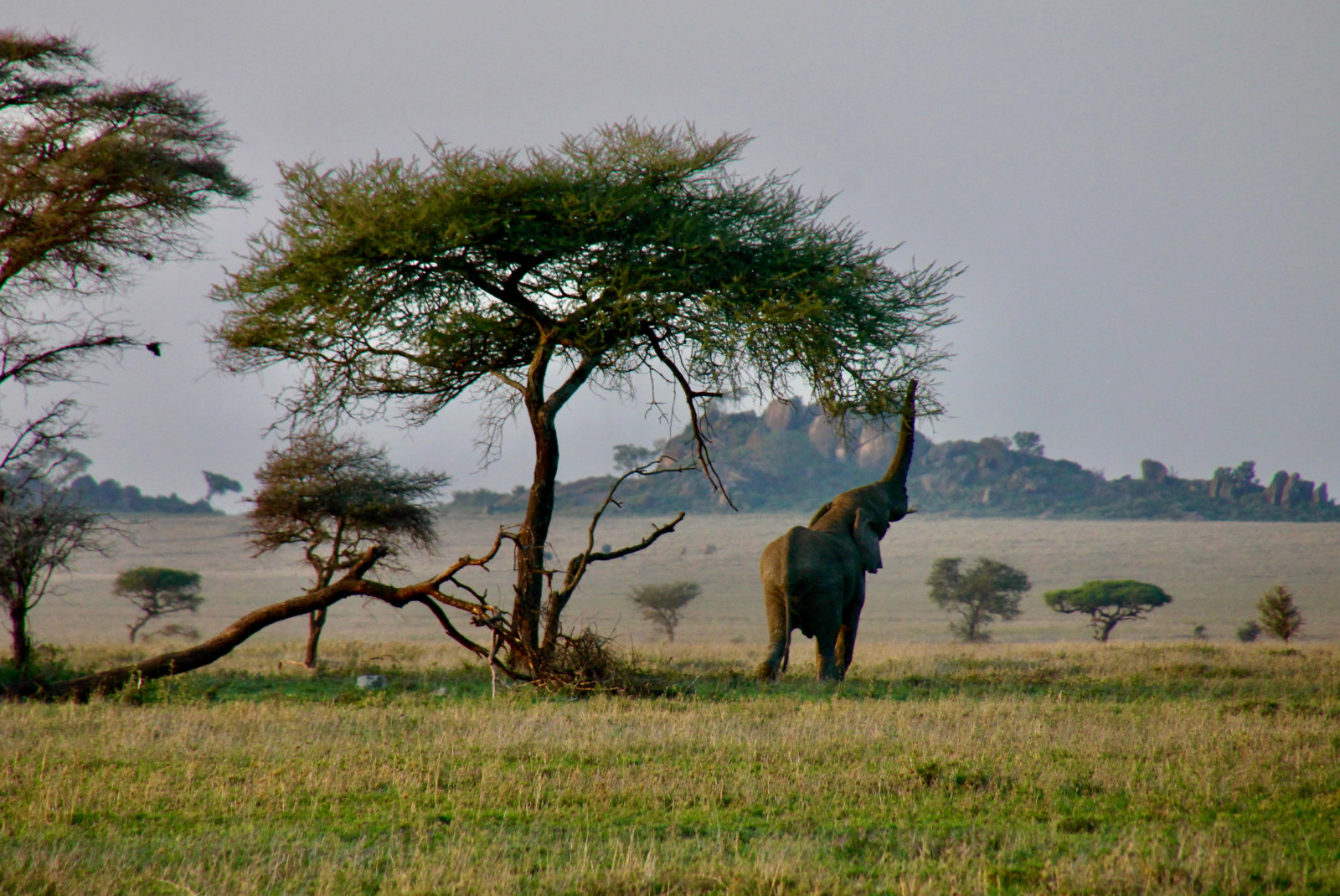 Single elephant raising trunk in a green grass field with a few small trees
