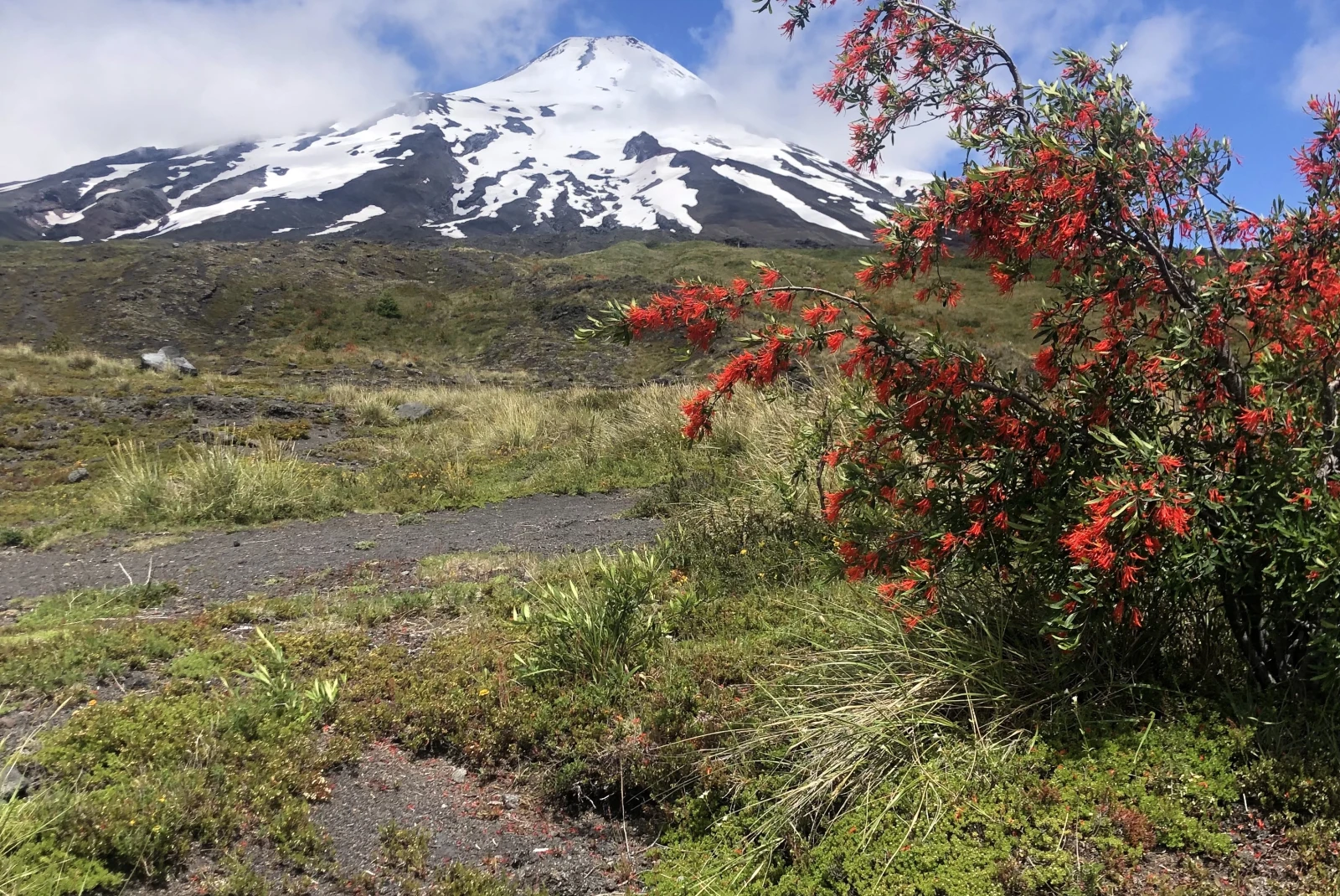 snow-covered mountain with red bush in the foreground