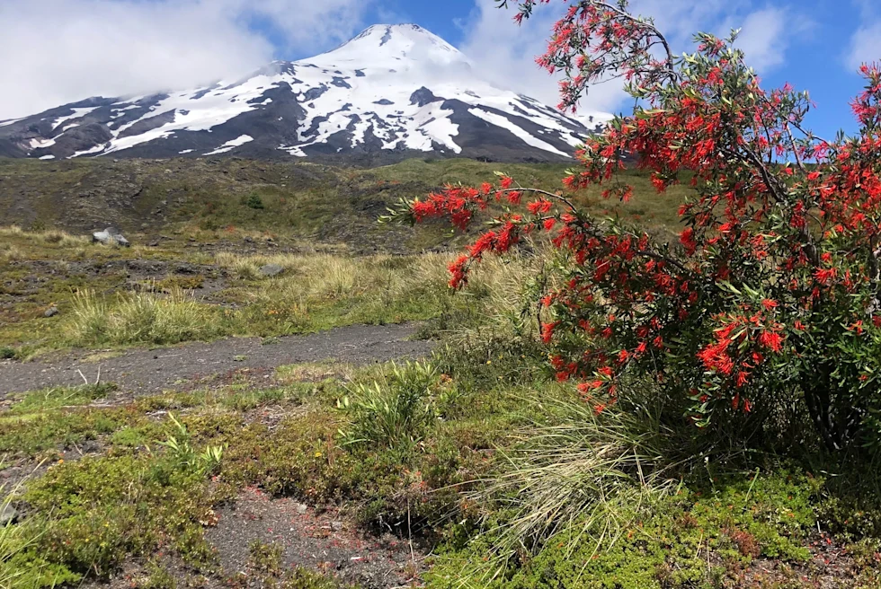 snow-covered mountain with red bush in the foreground