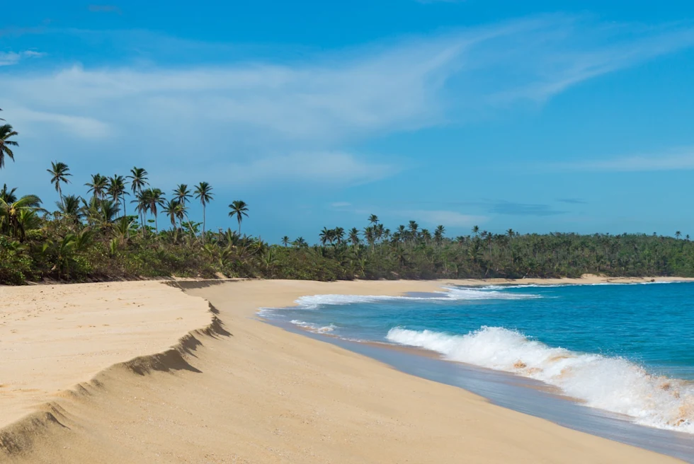 empty sandy beach lined with palm trees on a sunny day