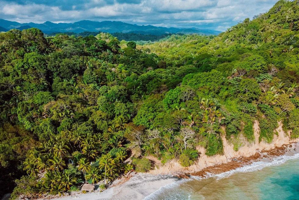 A blue sea coast next to a lush green rainforest.