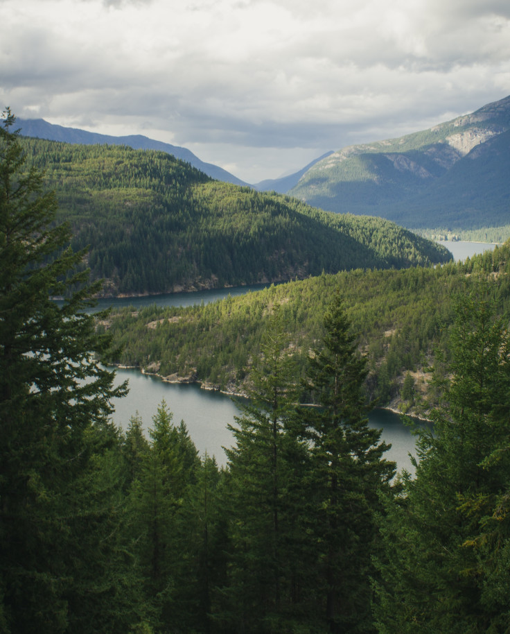 Green trees overlooking body of water and green mountains during daytime