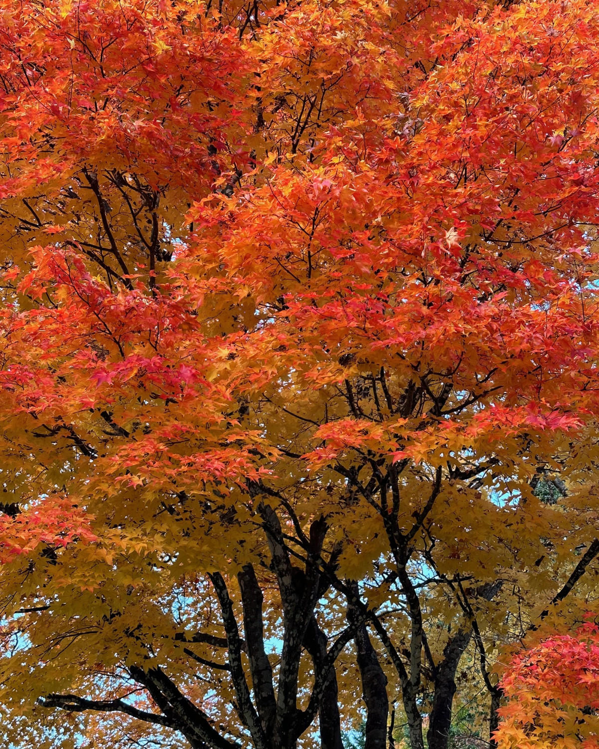 Fall foliage in Sapporo
