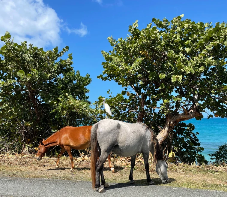 Horses standing next to trees with clear skies during daytime