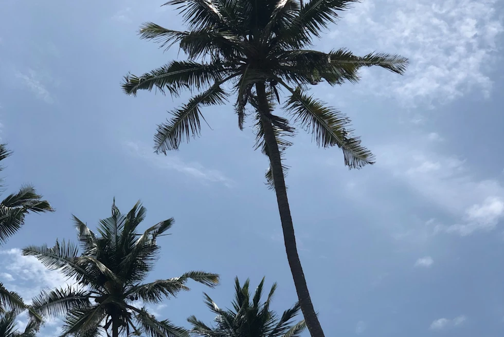 palm trees against a blue sky