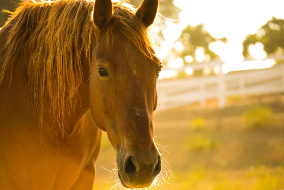 horse with golden light