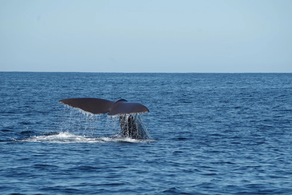 Whale swimming in the ocean with a blue sky