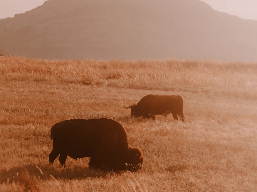 Bison roaming through dry plains in Oklahoma.