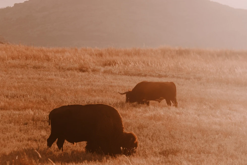 Bison roaming through dry plains in Oklahoma.