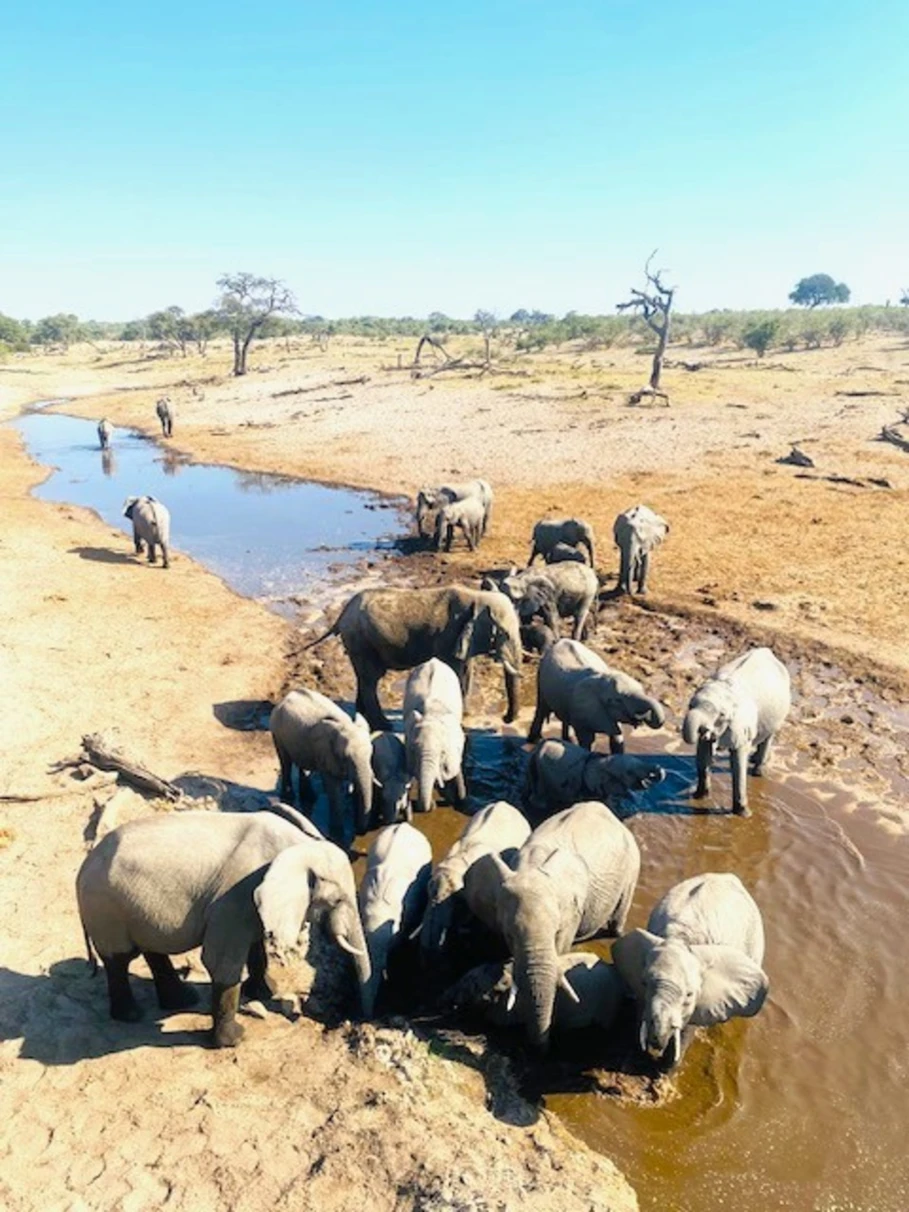 The image captures a serene gathering of elephants around a waterhole in a savanna setting, with trees dotting the landscape.