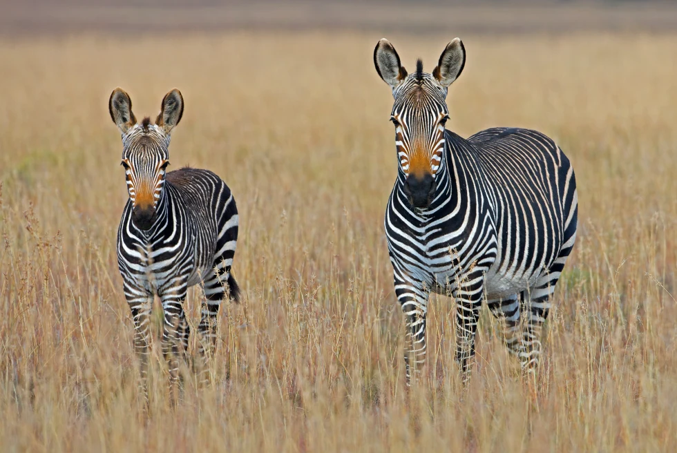 two zebras standing in tall grass during daytime
