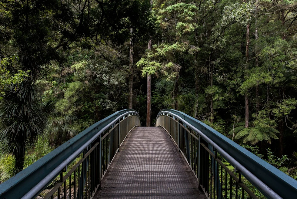 Bridge in rainforest