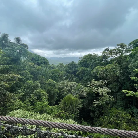 View of costa rica's green trees.