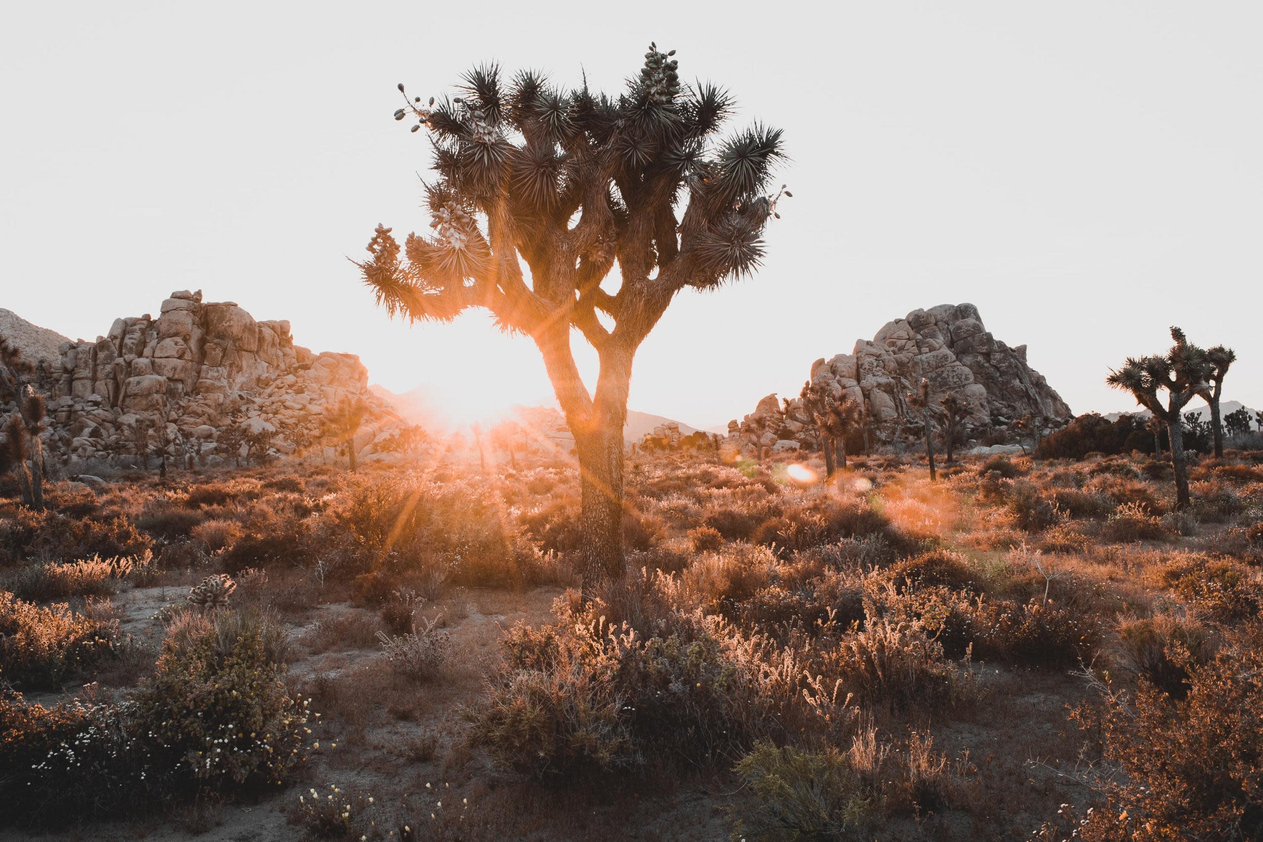 the-9-best-national-parks-in-the-us-joshua-tree