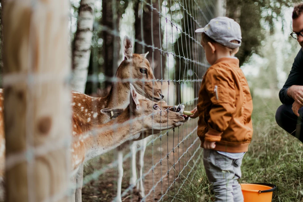 A kid feeding a deer in a zoo