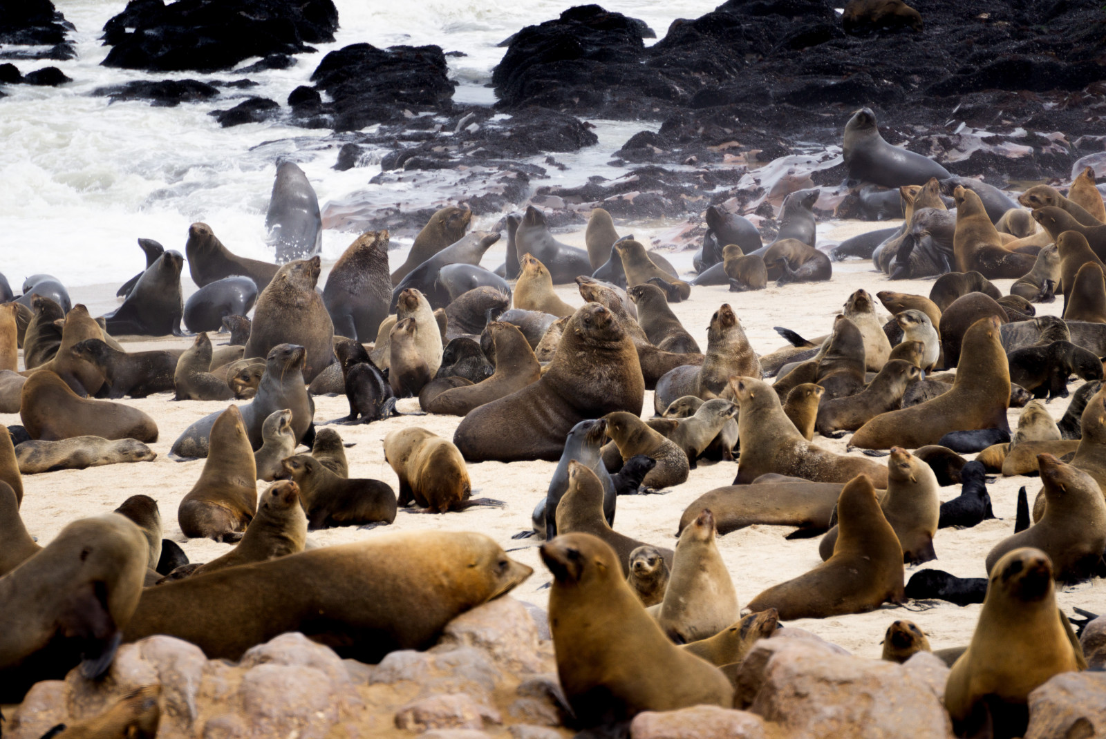 Seals on the sand at the Skeleton Coast in Namibia, Africa