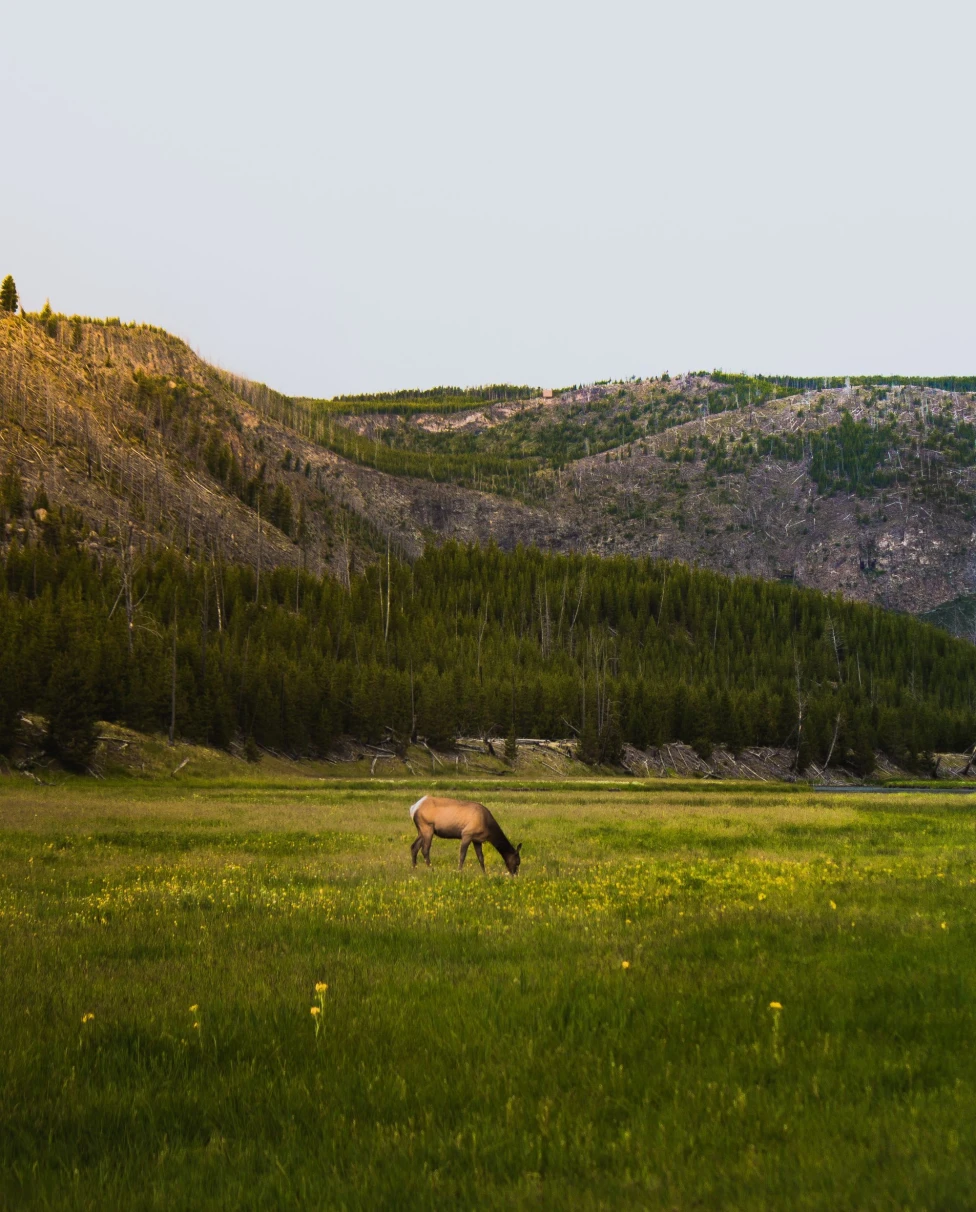 horse grazing on a ranch