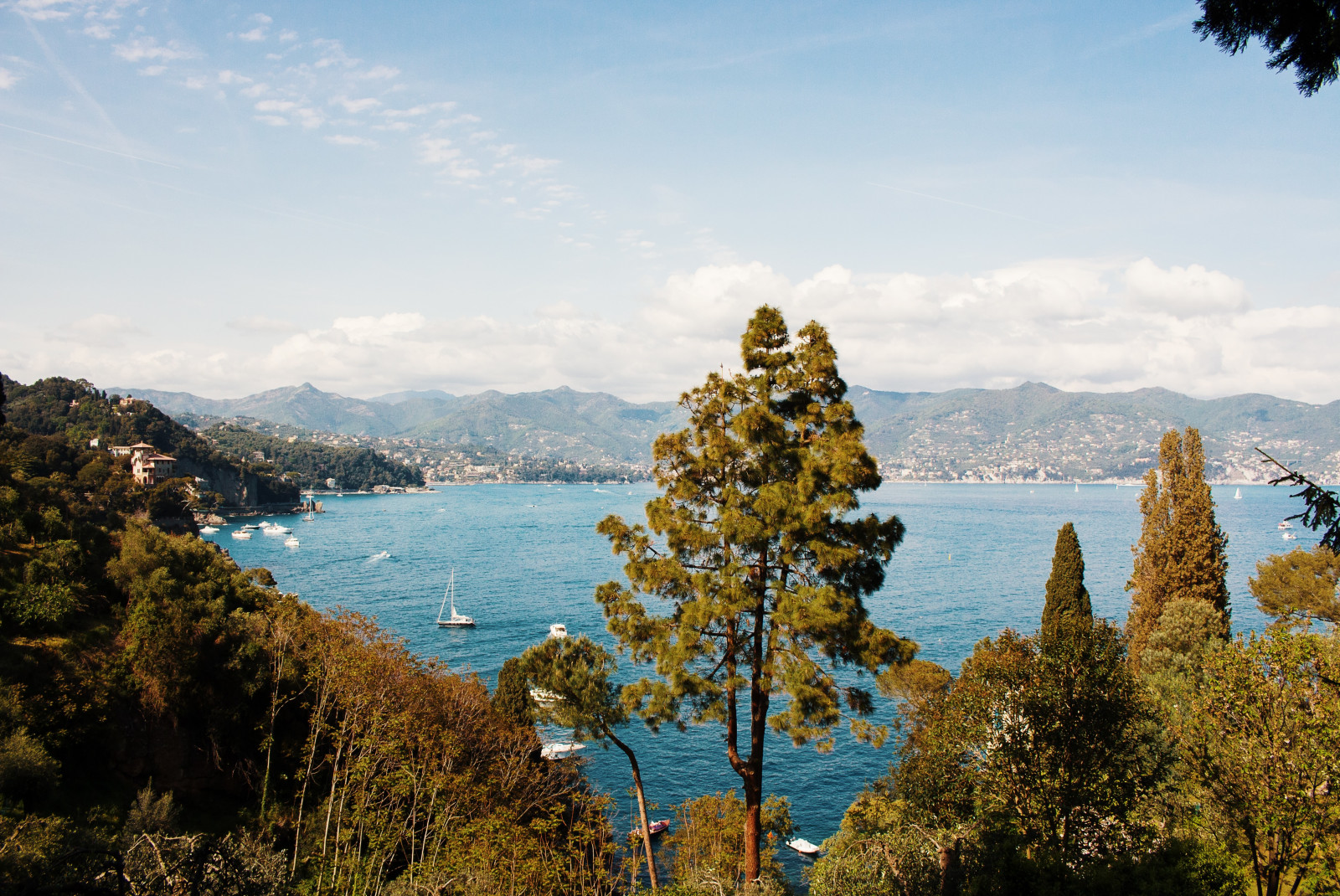 trees overlooking body of water during daytime