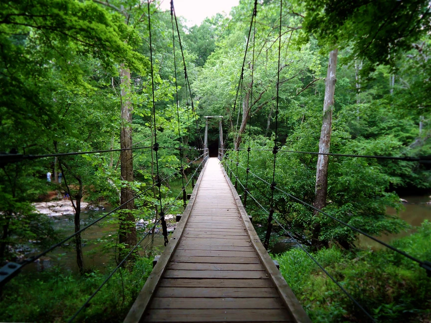 bridge in forest Durham