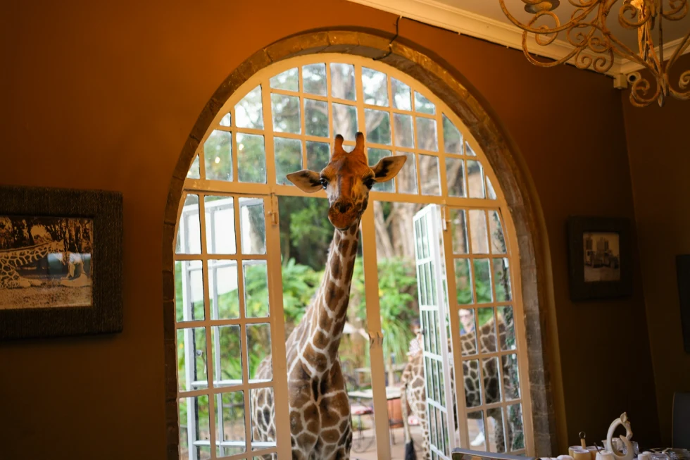 A giraffe sticking its head inside a house's window. 