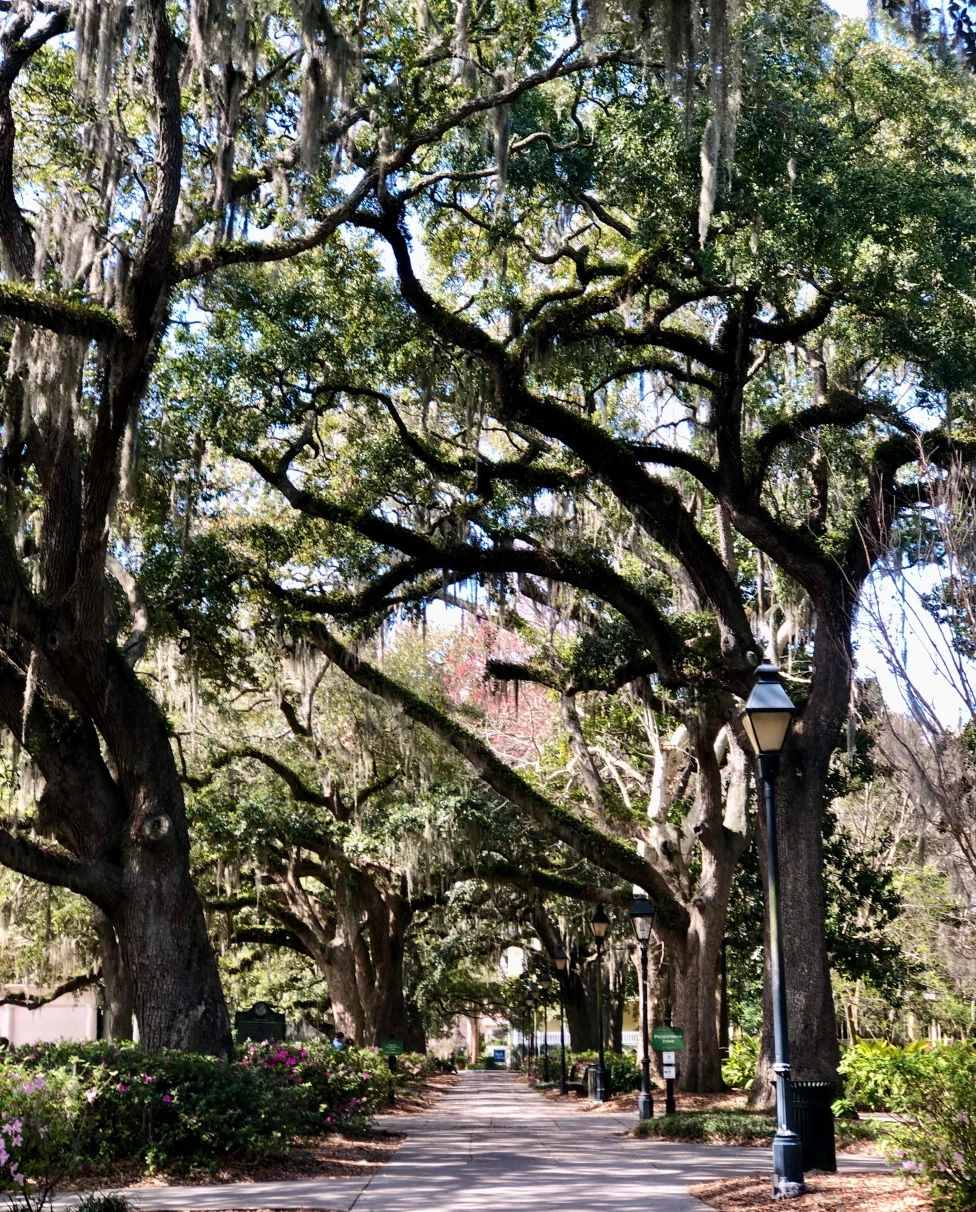 sidewalk lined with large trees during daytime