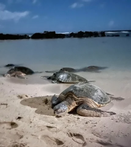 Turtles on Poipu Beach at sunset.