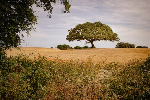 A tree in the fields
