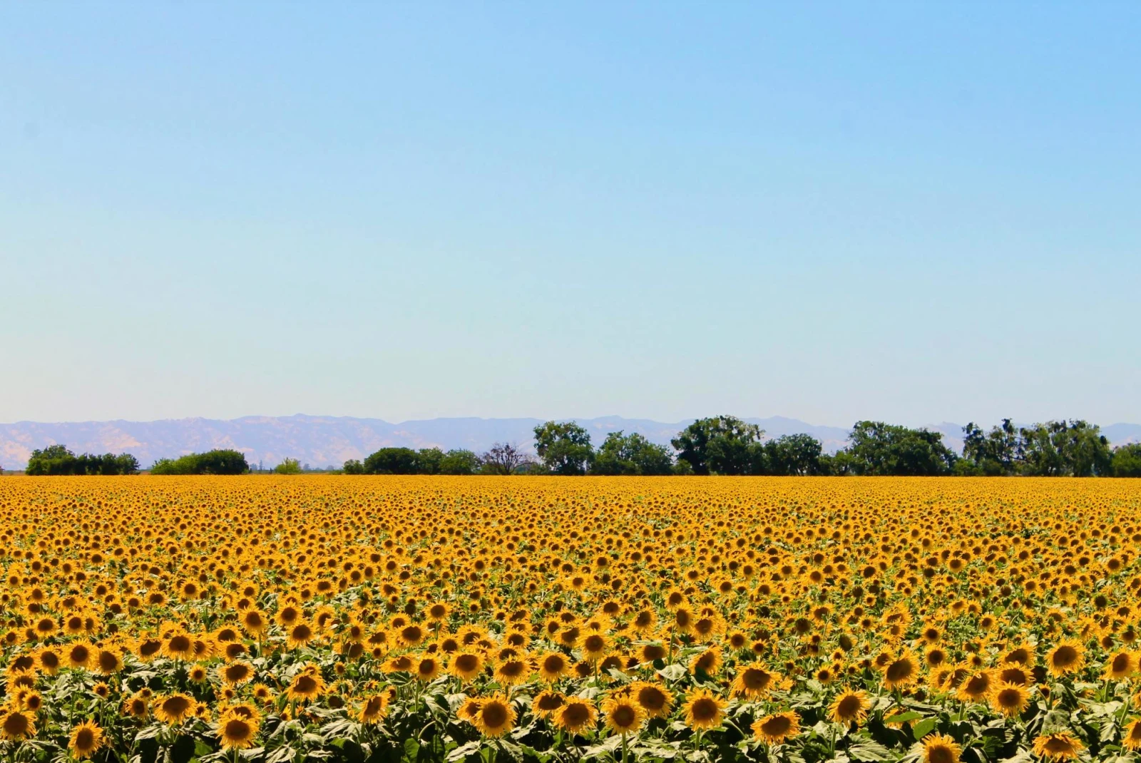 a sunflower field on a sunny day