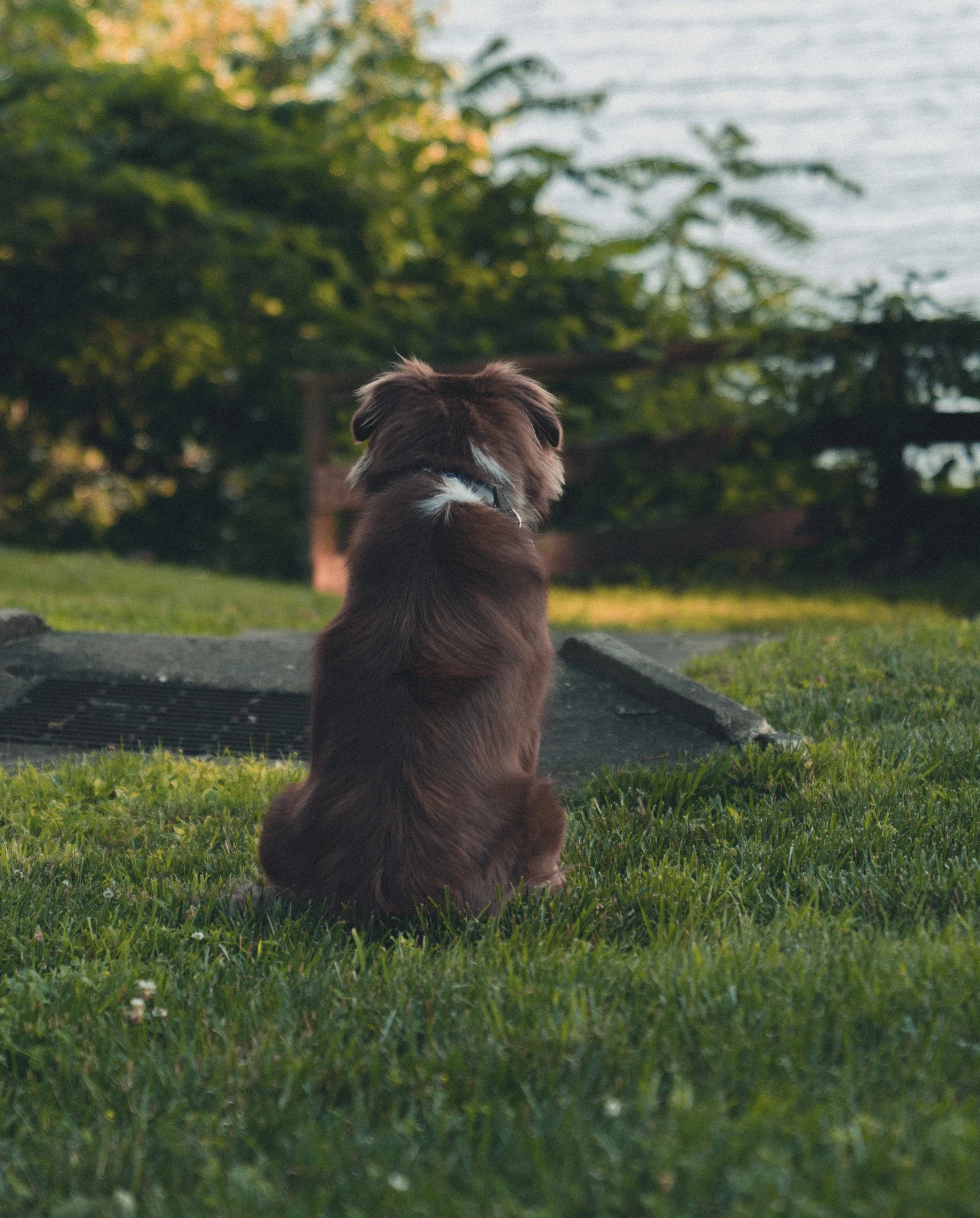 Brown dog sits on the grass and faces the water in the distance