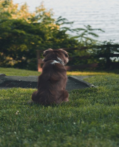 Advisor - Pet-Friendly Things to Do in Annapolis, Maryland