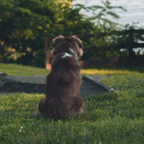 Brown dog sits on the grass and faces the water in the distance