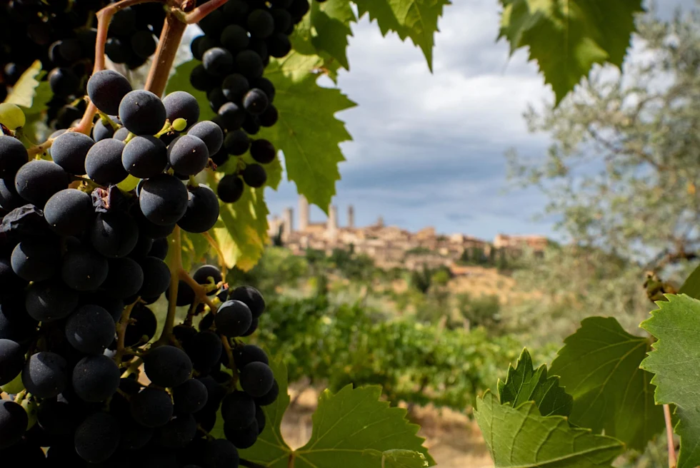 Grapes on vines used to make wine in Tuscany.