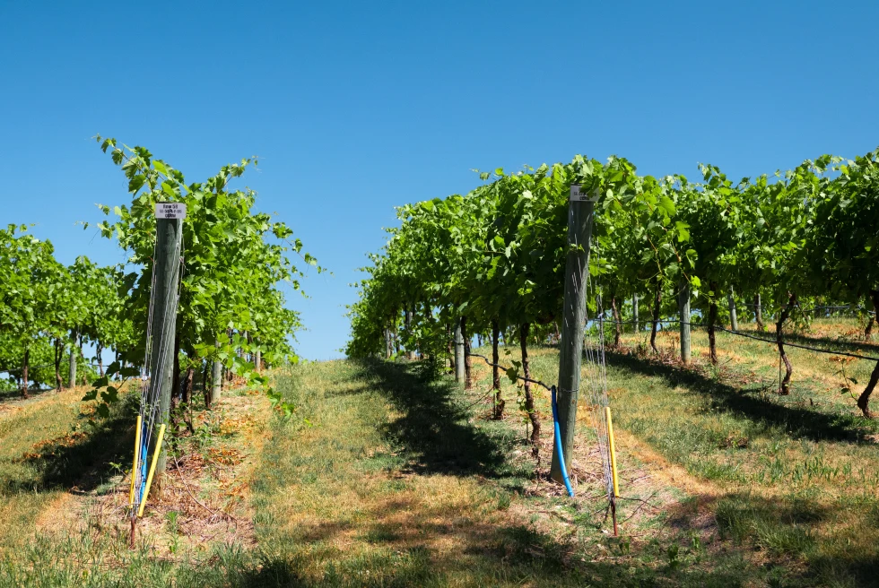 Neat rows of green vines in a vineyard.