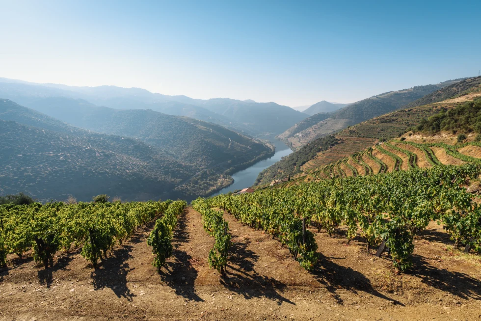 vineyards overlooking body of water during daytime