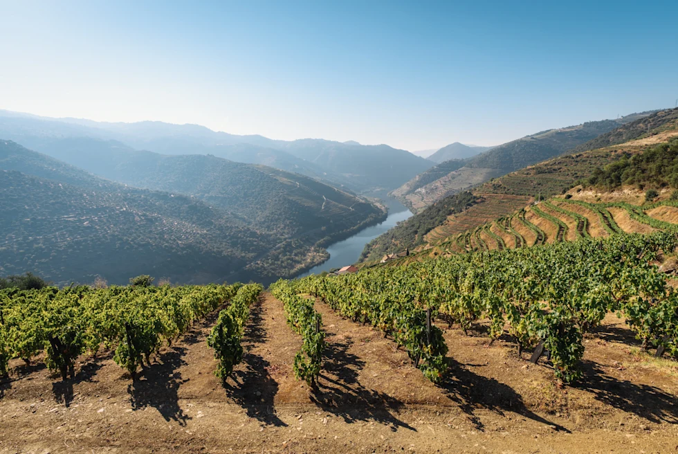 vineyards overlooking body of water during daytime