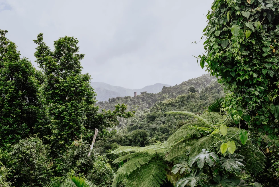 El Yunque Rainforest, Puerto Rico travel guide.