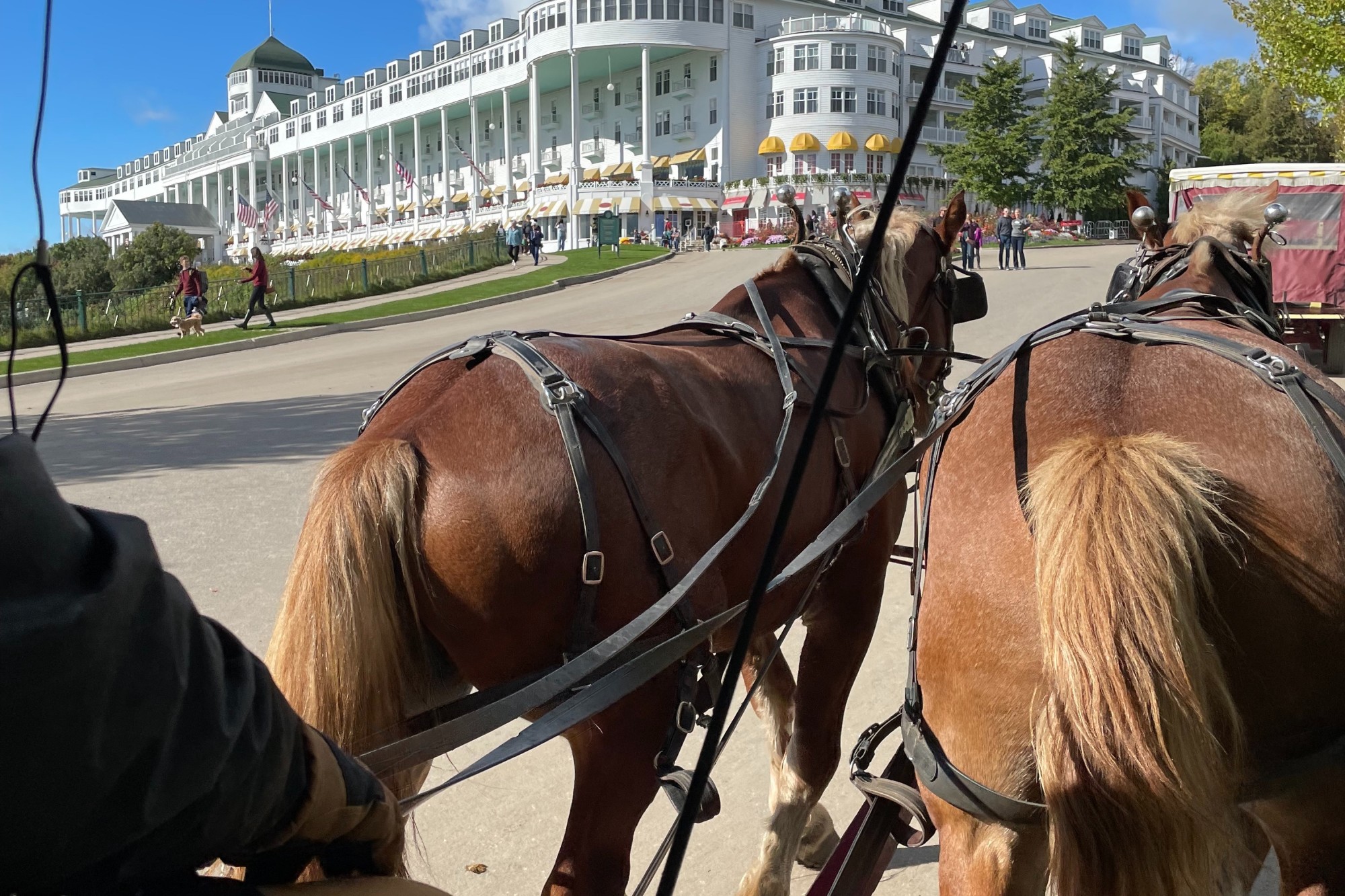 Two brown houses driving a carriage 