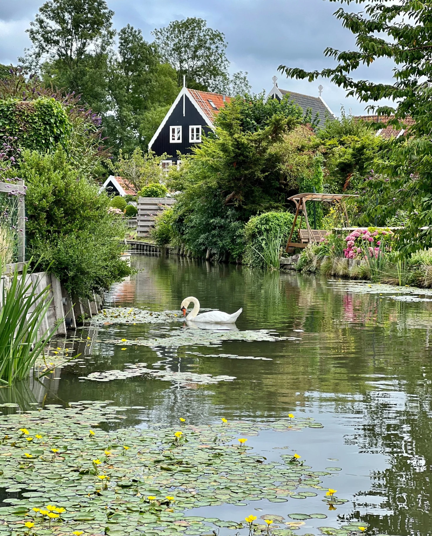 a pond with lily pads and a swan in a green covered village