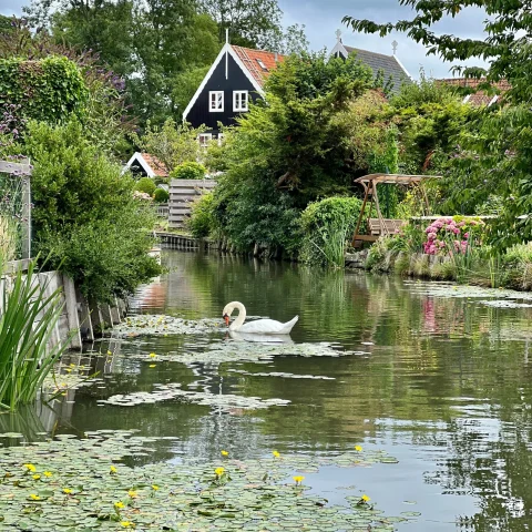 a pond with lily pads and a swan in a green covered village