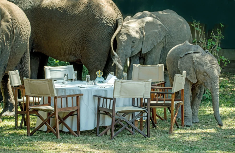 an outdoor table with white table cloth surrounded by elephants 