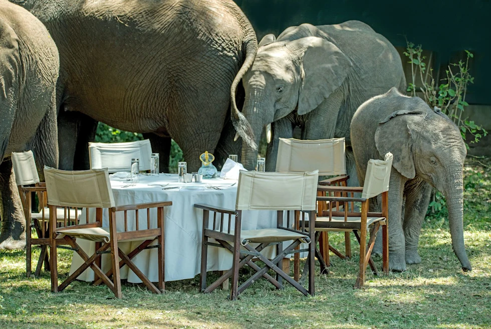 an outdoor table with white table cloth surrounded by elephants 