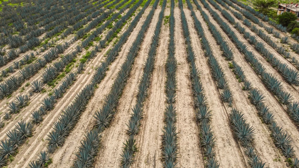 Lines of agaves in a field. 