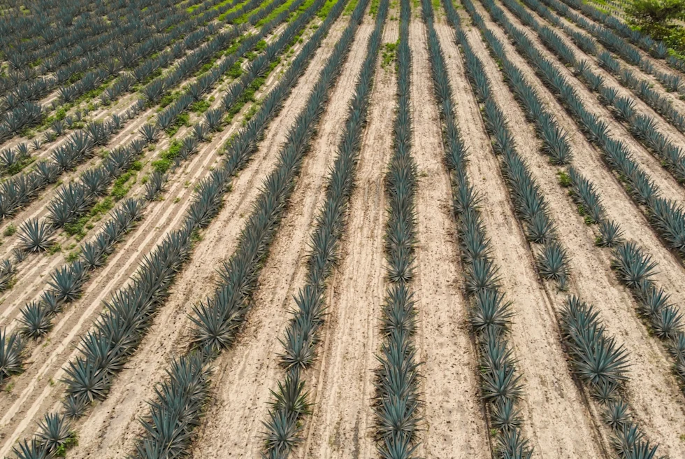 Lines of agaves in a field.