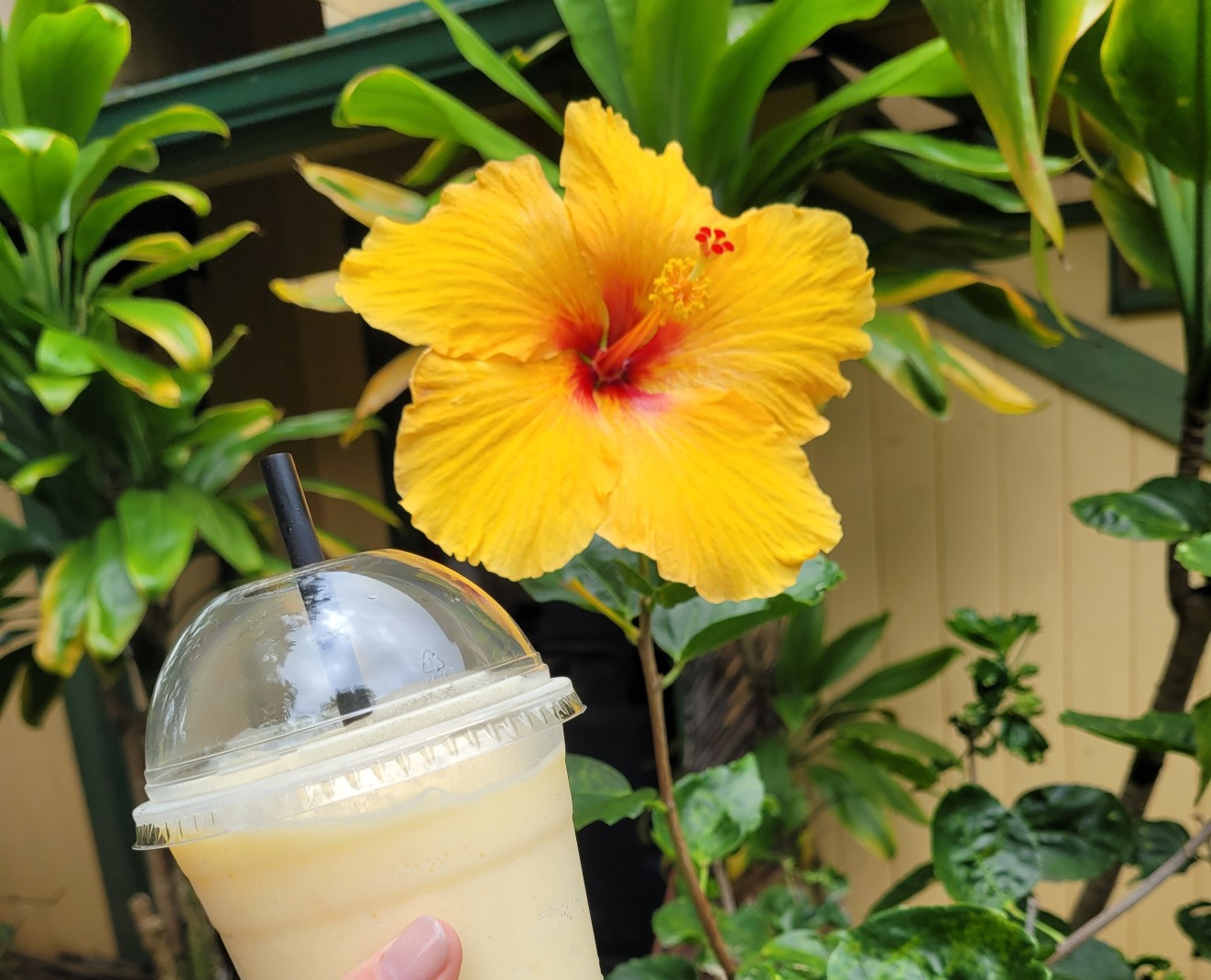 Hand holding yellow drink next to yellow flower during daytime