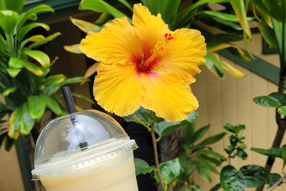 Hand holding yellow drink next to yellow flower during daytime